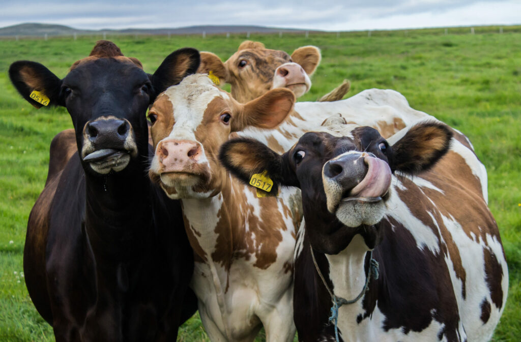 Four,Funny,Cows,Looking,At,The,Camera